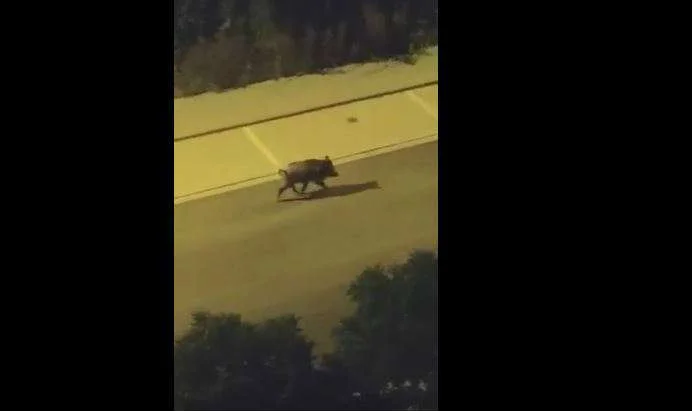 Malatya Fahri Kayahan’da Domuz Görüldü 24 Eylül 2017