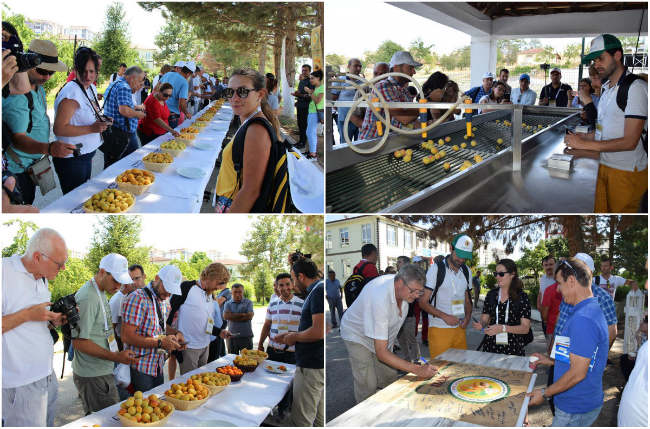 17’nci Uluslararası Kayısı Islahı ve Kültürü Sempozyumu Gerçekleştirildi