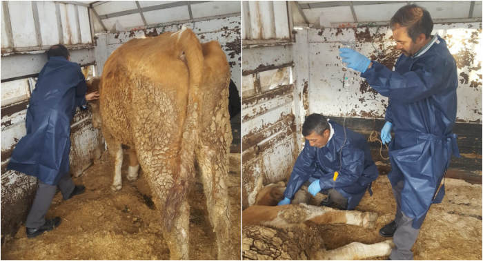 Depremde Göçük Altında Kalan Hayvanlara Tedavi Uygulandı