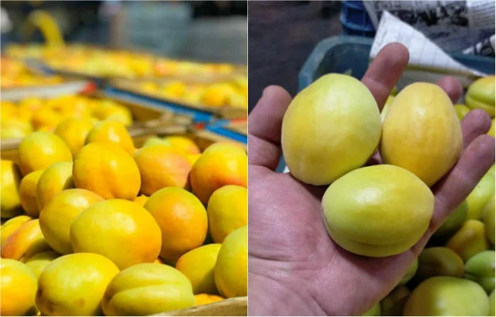 Malatya Kayısısı tezgahlarda