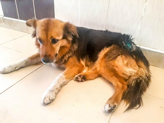 Malatyalıların gönlünde taht kurmuş, namı değer protokol köpeği Alex Sağlığına Kavuştu.