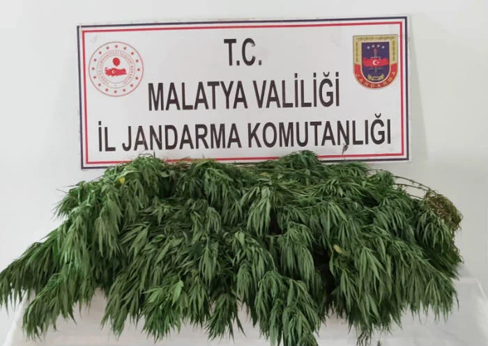 Malatya Hekimhan İlçesi Güzelyurt Mahallesinde (2200) Kenevir Bitkisi Ele Geçirildi  23 Ağustos 2020