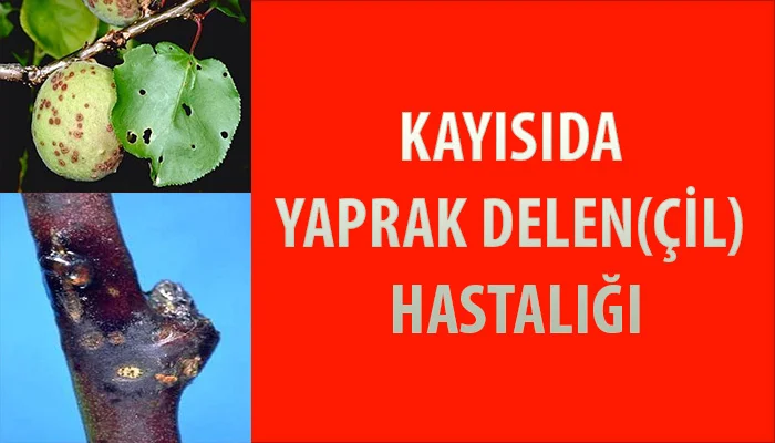 İl Tarım ve Orman Müdürlüğü Duyurusu Kayısıda Yaprak Delen (Çil) Hastalığı
