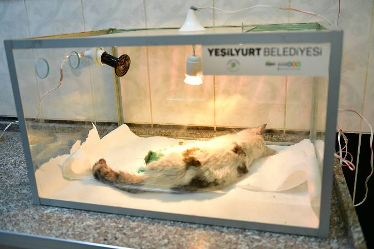Yeşilyurt Belediye Ekipleri, Bostanbaşı Mahallesinde Demir Kapıya Sıkışan Kediyi Kurtardı