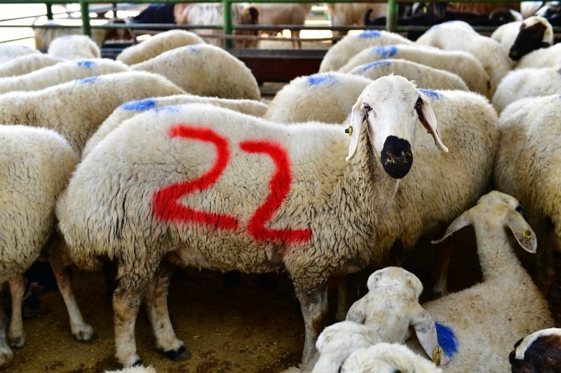 Yeşilyurt Belediyesi, Kurban Bayramı İçin 41 Noktada Satış ve Kesim Alanı Belirledi