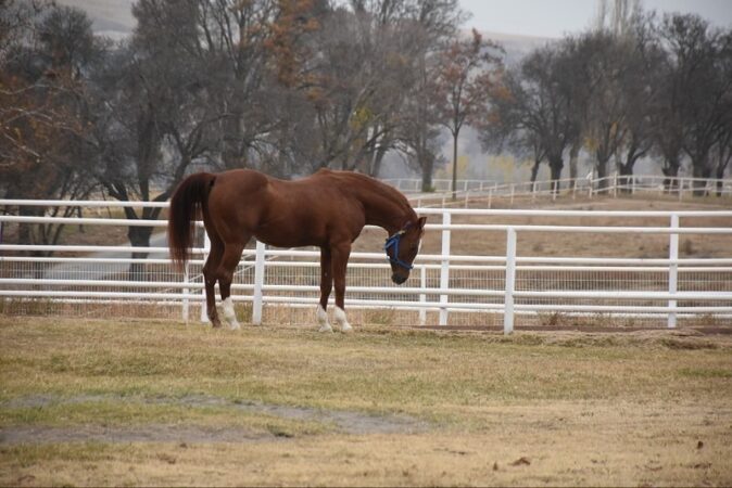 Milyonluk Safkanlar Karayolunda, TİGEM Sessiz: Sultansuyu’nda Neler Oluyor?