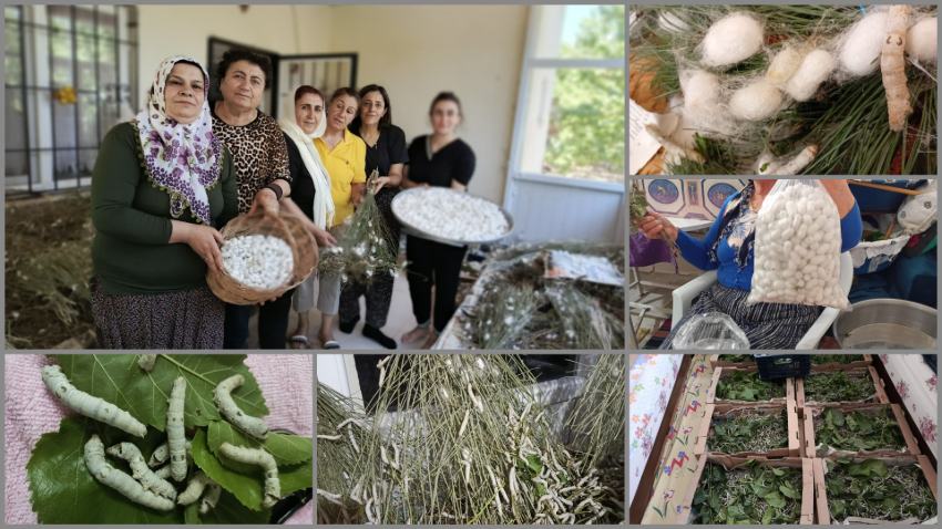 Malatya’da Kırsal Kalkınma Hamlesi: Hekimhanlı Kadınlar İpek Böceği Yetiştiriciliği ile Ekonomiye Can Verecek